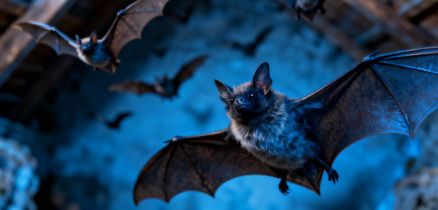 repelencia de morcegos
